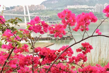 心花盛开处景的意思