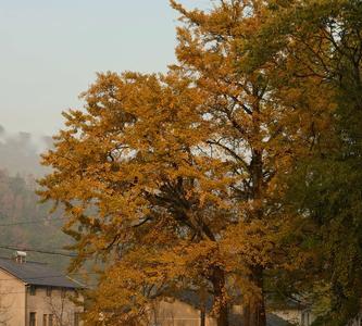 富阳万市银杏节开幕时间