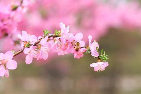 桃花的根怎么写