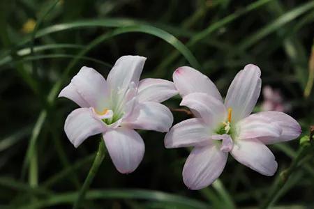 风雨兰开花容易倒伏