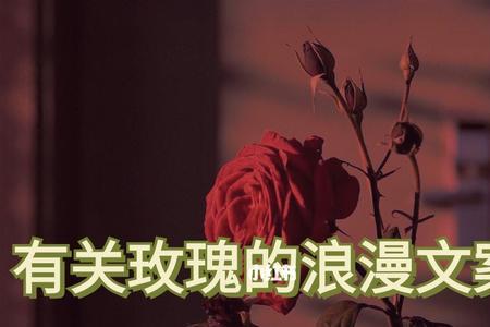 花放了一晚上还没枯萎文案