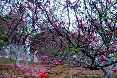 芳华刹那褪春晖意思