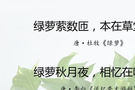 没有名字的诗句