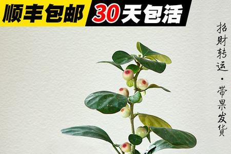 办公室适合放菩提吗