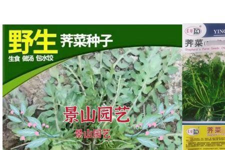 荠菜播种后多久浇水