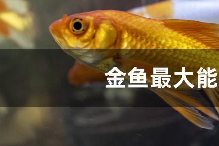 金鱼多久喂一次