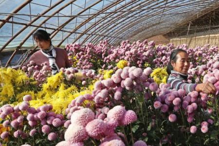 花农用什么激素能让菊花开爆盆