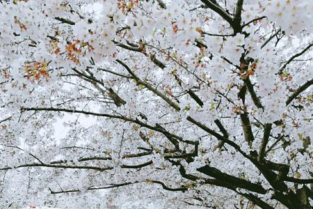 樱雪之地怎么进入