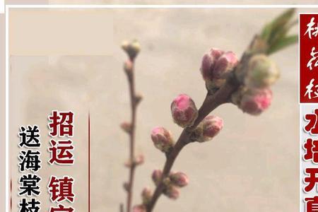 桃花枝用什么水养