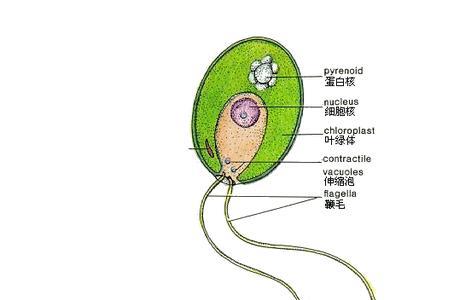 衣藻是单细胞植物吗