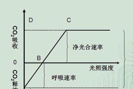 没有光合作用就没有呼吸作用吗