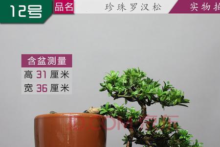 花多多l号可以浇罗汉松