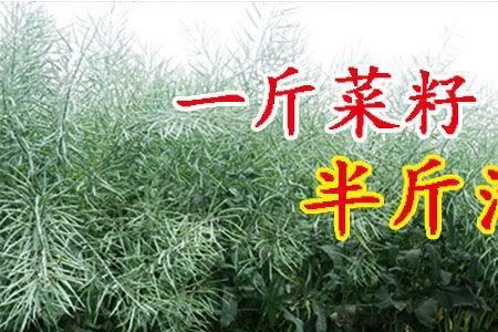 沣油738适合种植区域