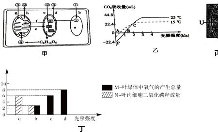 光照时间延长对光合作用的影响