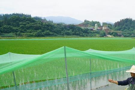 稻田养牛蛙新技术