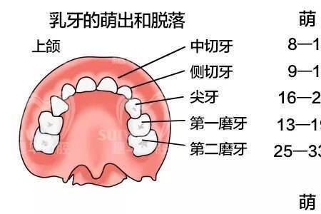 最后一颗大牙什么时候出