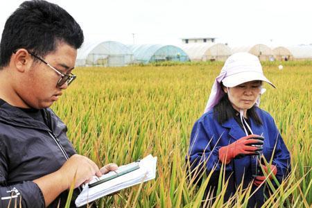 除杂稻最新品种