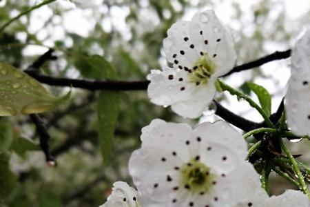 思落梨花雨是什么意思