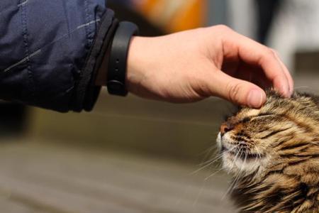 猫死后能不能埋