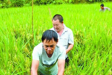 禾花鱼吃什么长得快