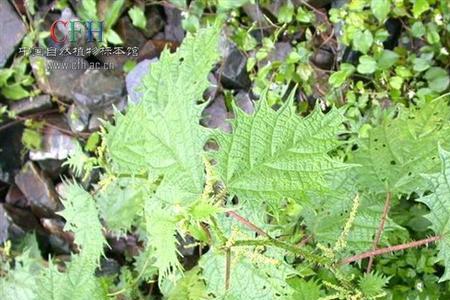 虎爪种植方法和时间