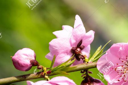 桃树开完花后多久能掉花瓣