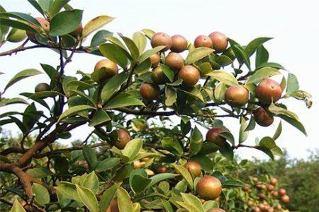 四川油茶树种植前景如何