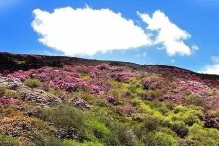 满山野花开满坡原唱女生