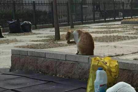 为啥流浪猫饿很久都没事