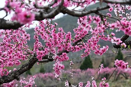 过村桃花什么时间开的最好