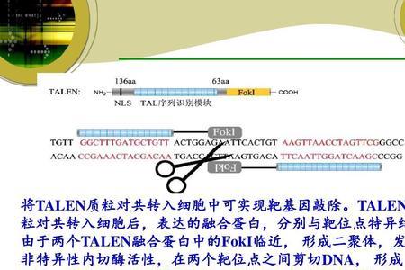 基因组编辑需要学什么