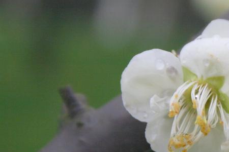 白梅花的花和花蕾有什么区别