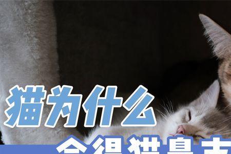 猫咪之间为什么会闻对方的鼻子