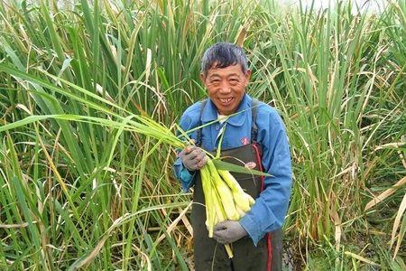 四季茭白种植方法