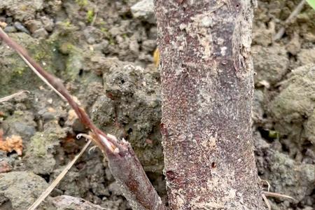 无花果树有蛀虫用高度酒能杀死