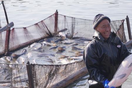 抚仙湖青鱼在水下几米深