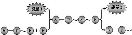 ATP氧化分解产物