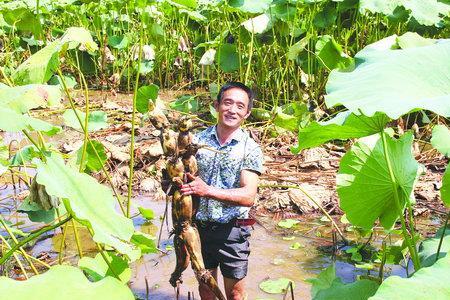 水泥池莲藕种植一亩能产多少