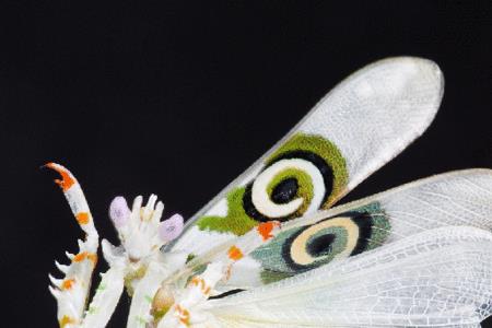 刺花螳螂会不会撑死