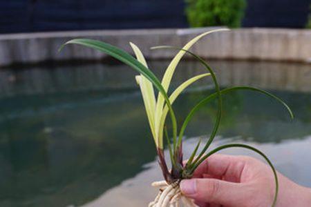 建兰促芽最佳时间