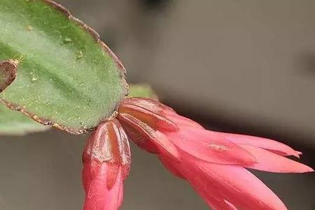 昙花荷花海棠梅花等性格