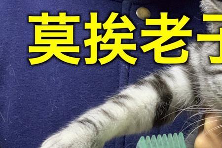 猫咪害怕剃脚毛器的声音怎么办