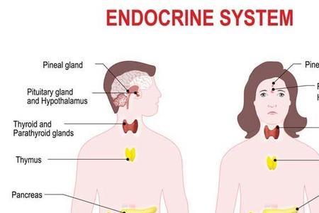 内分泌系统的信息分子是什么