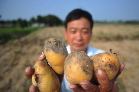 烟台土豆什么时间栽培最好