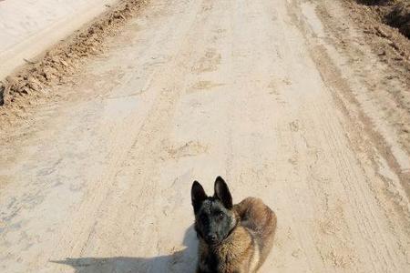 小马犬怎么不太会叫