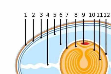 卵细胞膜和卵黄膜区别