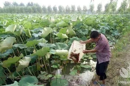 沙地能不能养藕