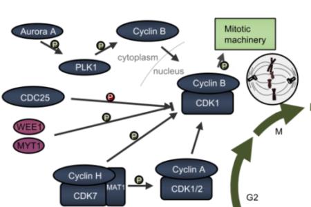 细胞周期的分子调控机制