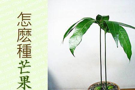 芒果种植方法盆栽