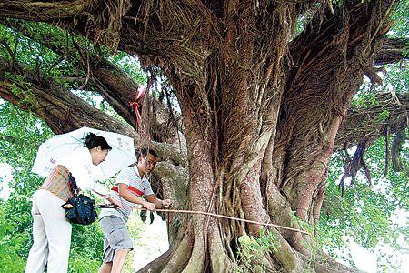 胸径测量规范